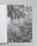 Amanda Sauer - Giant Willow Oak