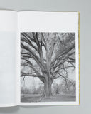 Amanda Sauer - Giant Willow Oak