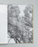Amanda Sauer - Giant Willow Oak