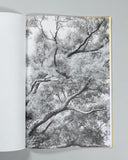 Amanda Sauer - Giant Willow Oak