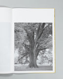 Amanda Sauer - Giant Willow Oak