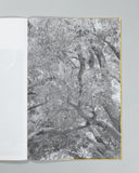 Amanda Sauer - Giant Willow Oak