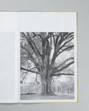 Amanda Sauer - Giant Willow Oak