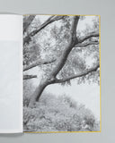 Amanda Sauer - Giant Willow Oak