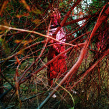 Pre-Order: John Divola - Sheila