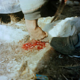 Pre-Order: Sohrab Hura - Snow (Signed)