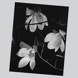 Pre-Order: Pia-Paulina Guilmoth - At Night Gardens Grow (New Edition + BPS exclusive print)