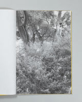 Amanda Sauer - Giant Willow Oak