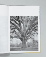 Amanda Sauer - Giant Willow Oak