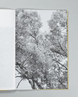 Amanda Sauer - Giant Willow Oak