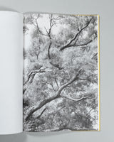 Amanda Sauer - Giant Willow Oak
