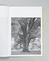 Amanda Sauer - Giant Willow Oak