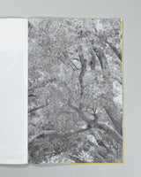 Amanda Sauer - Giant Willow Oak