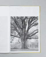Amanda Sauer - Giant Willow Oak