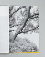 Amanda Sauer - Giant Willow Oak