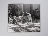 Mark Steinmetz - Low-Fi Cats