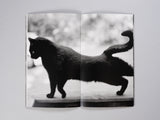 Mark Steinmetz - Low-Fi Cats
