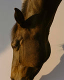 Thomas Duffield - Poppy Promises