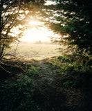 Thomas Duffield - Poppy Promises