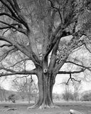 Amanda Sauer - Giant Willow Oak