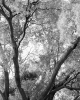 Amanda Sauer - Giant Willow Oak