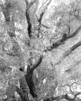 Amanda Sauer - Giant Willow Oak