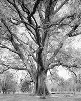 Amanda Sauer - Giant Willow Oak