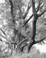 Amanda Sauer - Giant Willow Oak