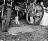 Pre-Order: Mark Steinmetz - Low-Fi Cats