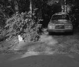 Pre-Order: Mark Steinmetz - Low-Fi Cats