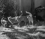 Pre-Order: Mark Steinmetz - Low-Fi Cats