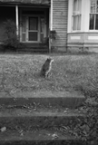 Pre-Order: Mark Steinmetz - Low-Fi Cats