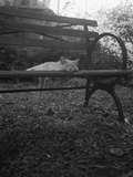 Pre-Order: Mark Steinmetz - Low-Fi Cats
