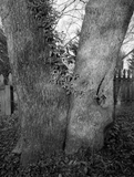 Pre-Order: Mark Steinmetz - Low-Fi Cats