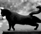 Pre-Order: Mark Steinmetz - Low-Fi Cats