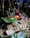 Pre-Order: JH Engström - Dimma Brume Mist